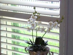 plantation-shutters-40